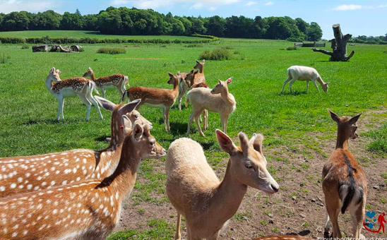 Scottish Deer Centre