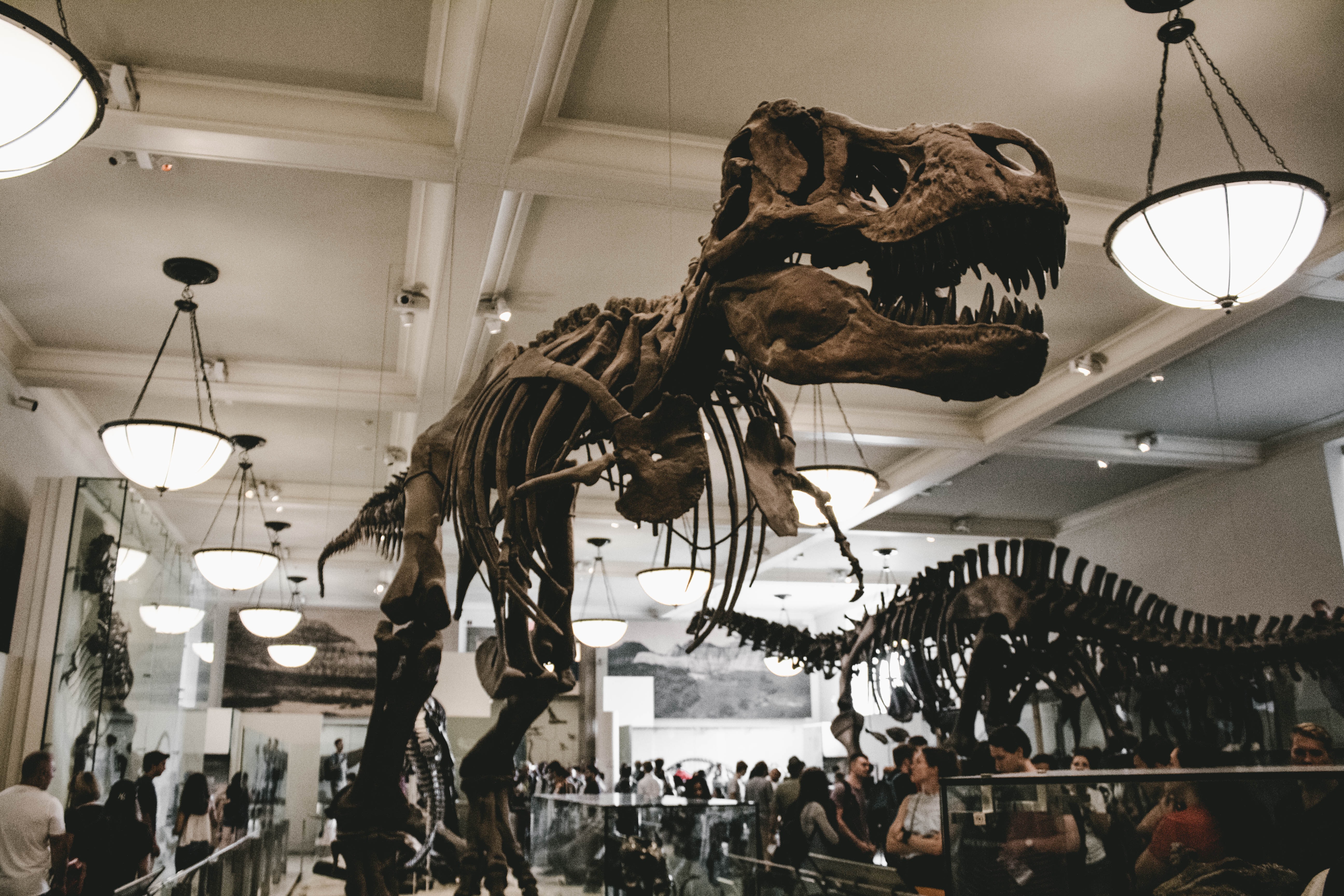 The American Museum of Natural History